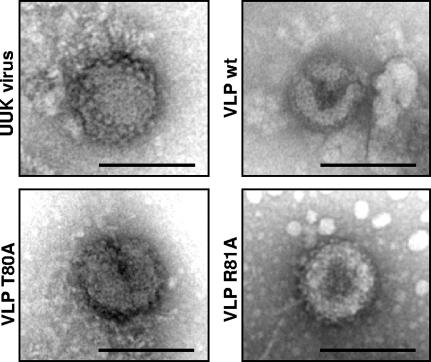 FIG. 5.