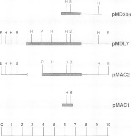 graphic file with name pnas01046-0061-a.jpg