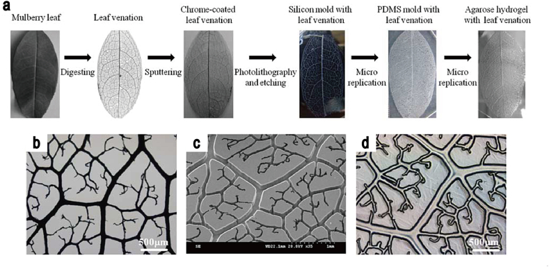 Fig. 1