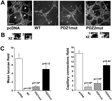 FIGURE 6: