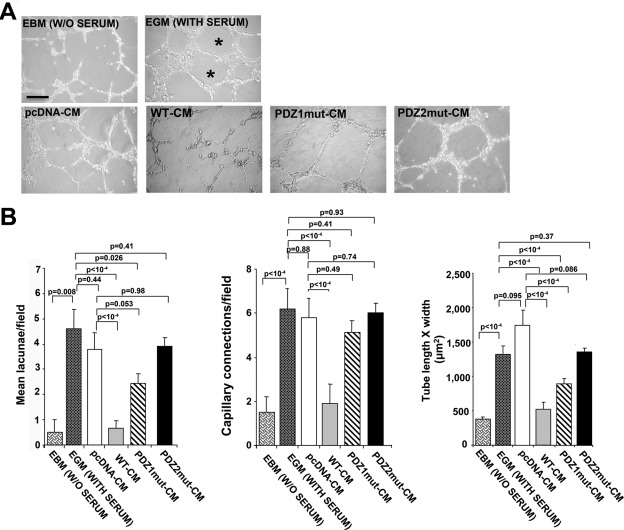 FIGURE 5: