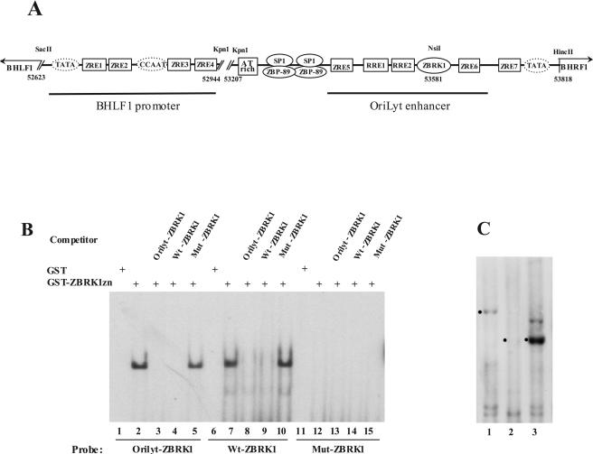 FIG. 2.