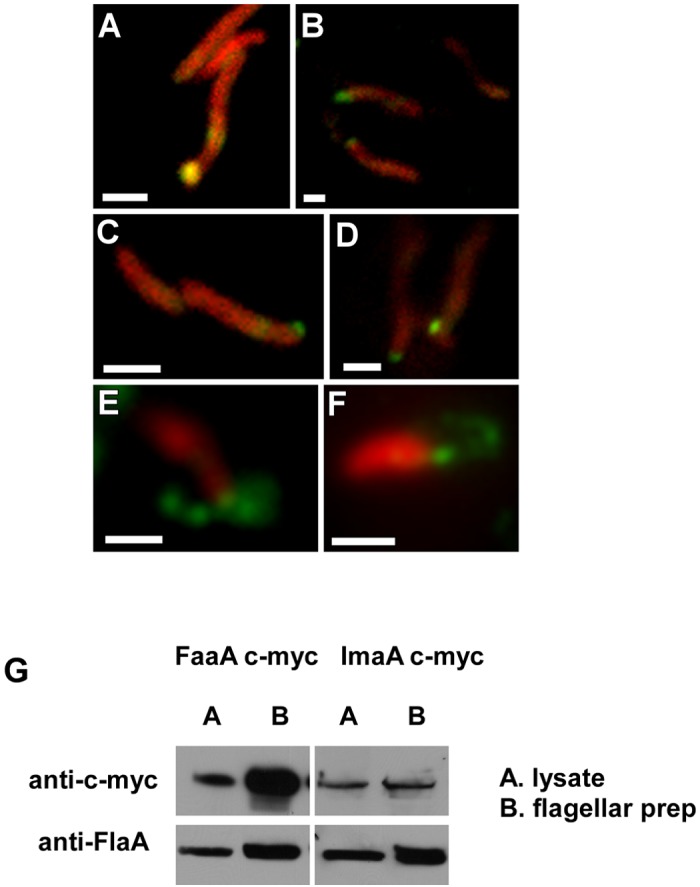 FIG 3 