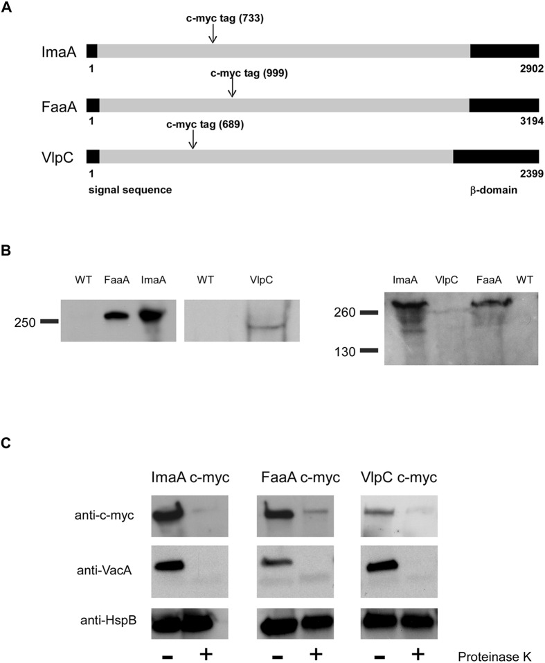 FIG 1 