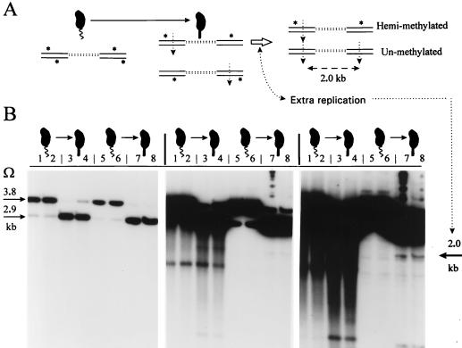 FIG. 7