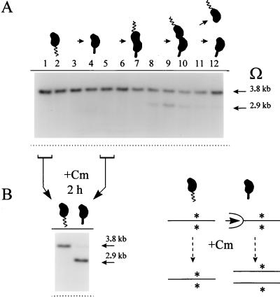 FIG. 5