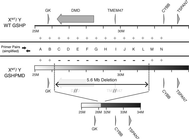 Figure 2