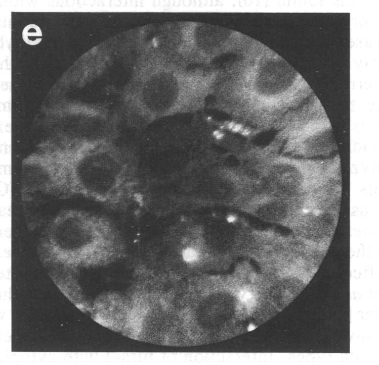 graphic file with name pnas00246-0141-e.jpg