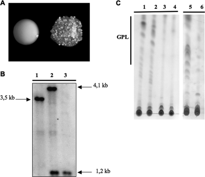 FIG. 2.