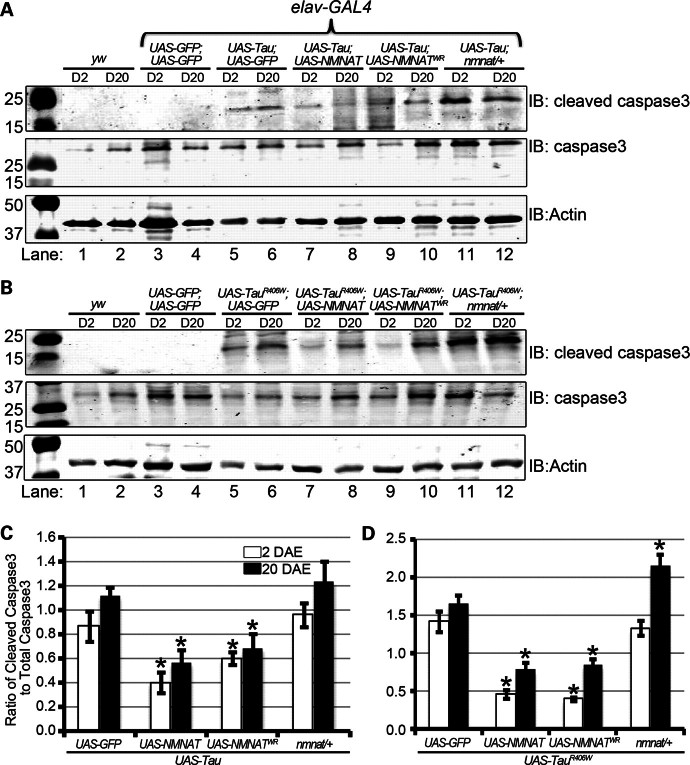 Figure 6.