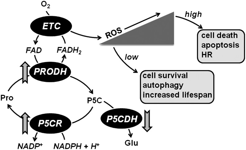 FIG. 6.