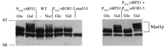 FIG. 7