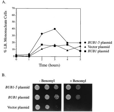 FIG. 5