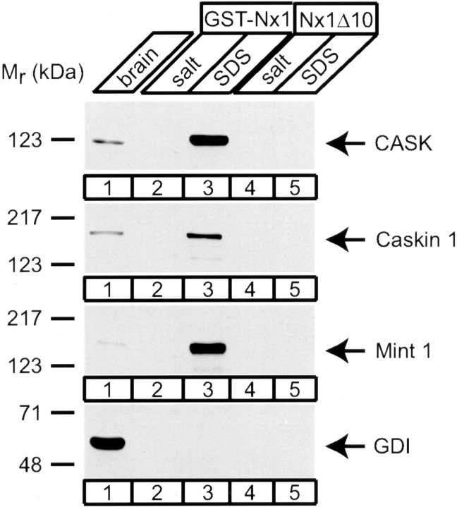 Fig. 12.