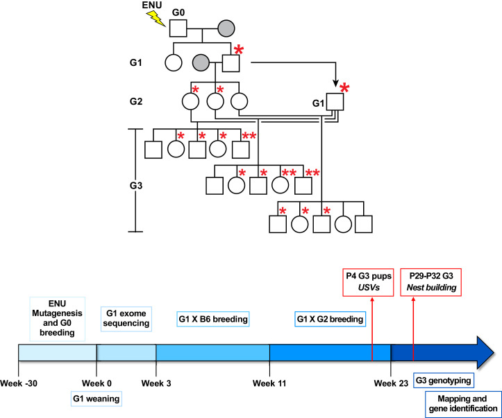 Figure 1—figure supplement 1.