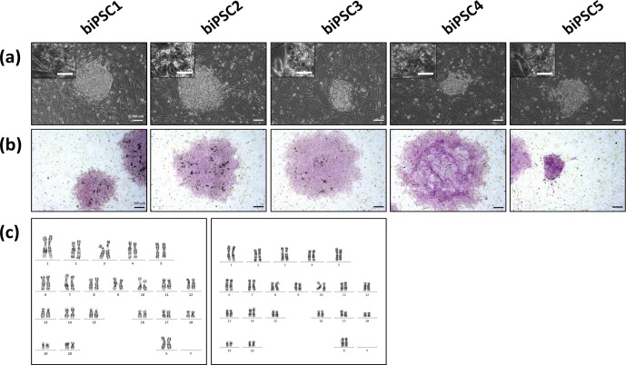 Figure 1