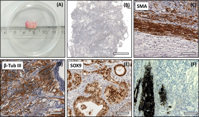 Figure 5