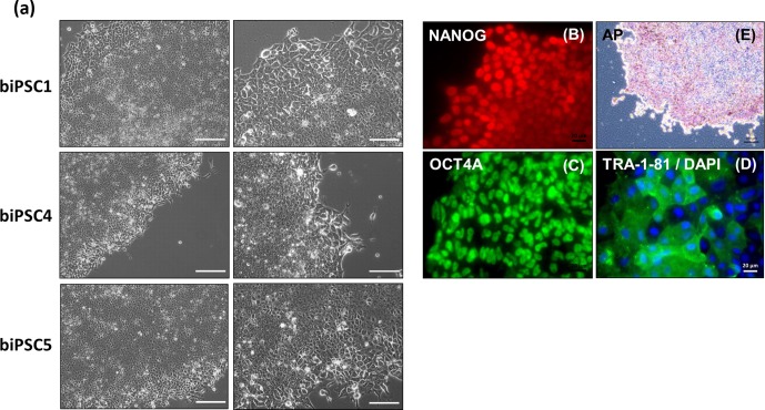 Figure 4