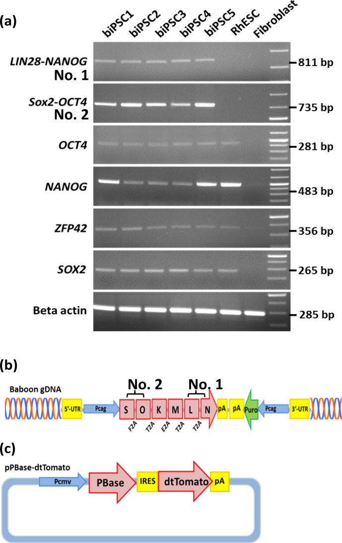 Figure 3