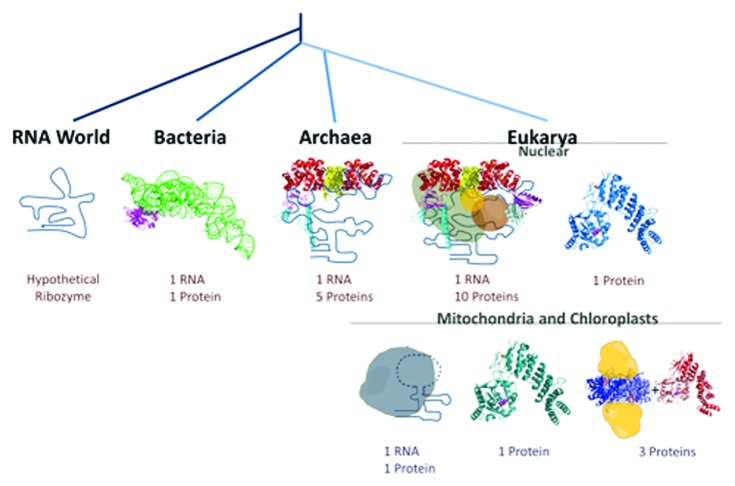 graphic file with name rna-10-909-g2.jpg