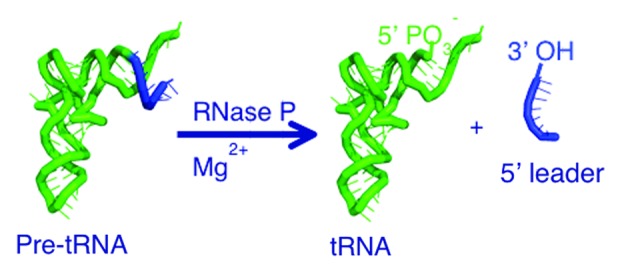 graphic file with name rna-10-909-g1.jpg