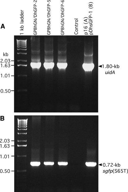 Fig. 2