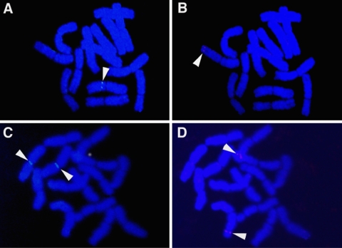 Fig. 3