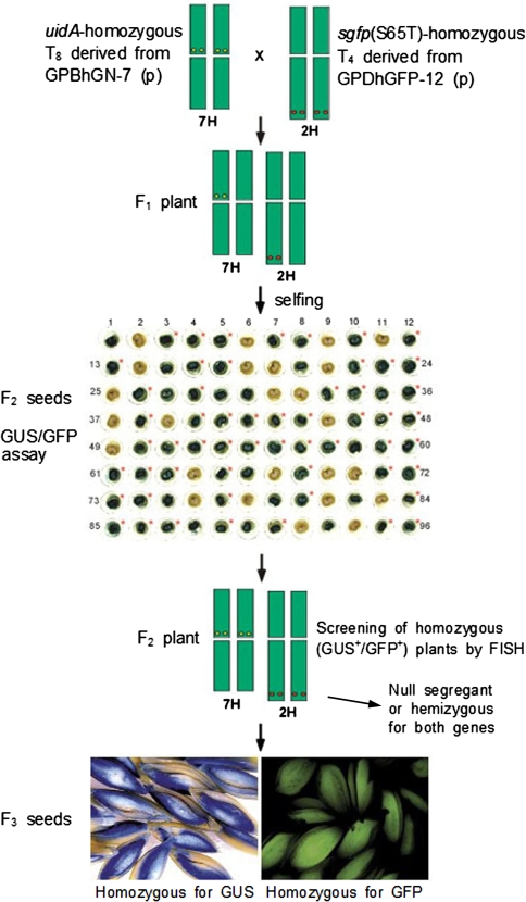 Fig. 1