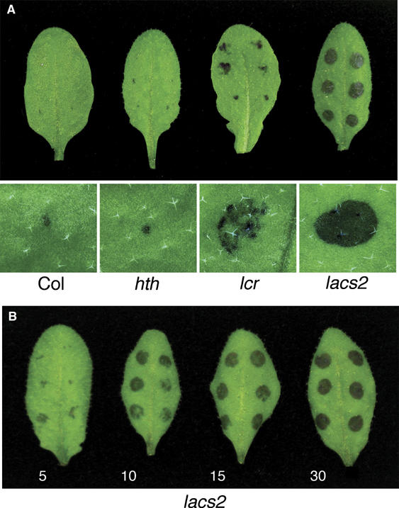 Figure 5