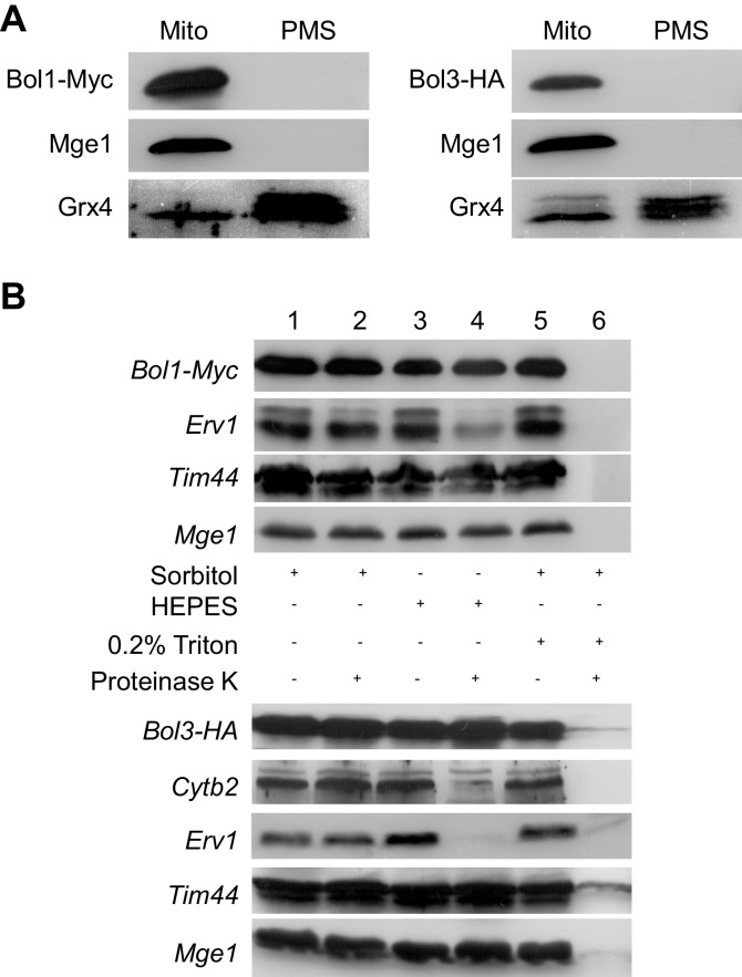 Figure 1—figure supplement 2.