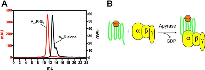 Figure 2—figure supplement 1.