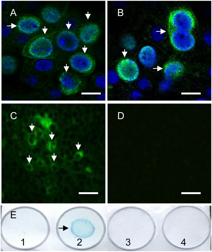 Fig 4