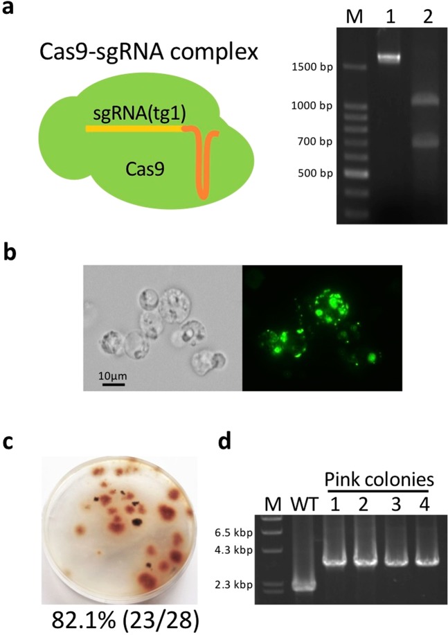 Figure 6