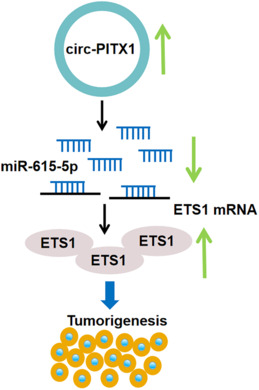 graphic file with name TCA-15-1946-g007.jpg