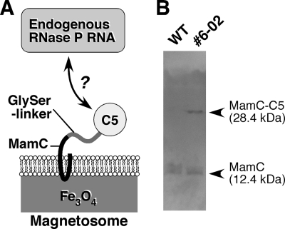 FIG. 1.