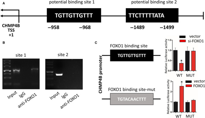 FIGURE 7