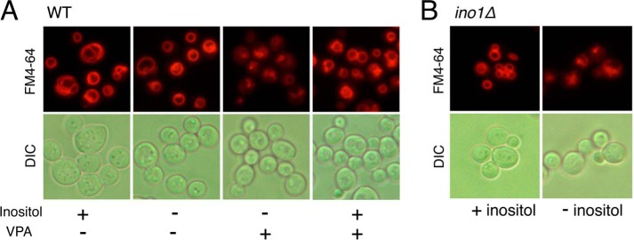 FIGURE 1.