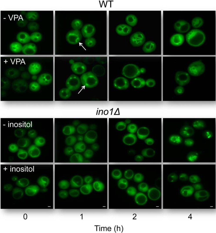 FIGURE 4.