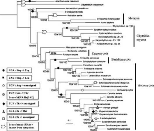 Fig. 1.