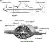 Fig. 2.5