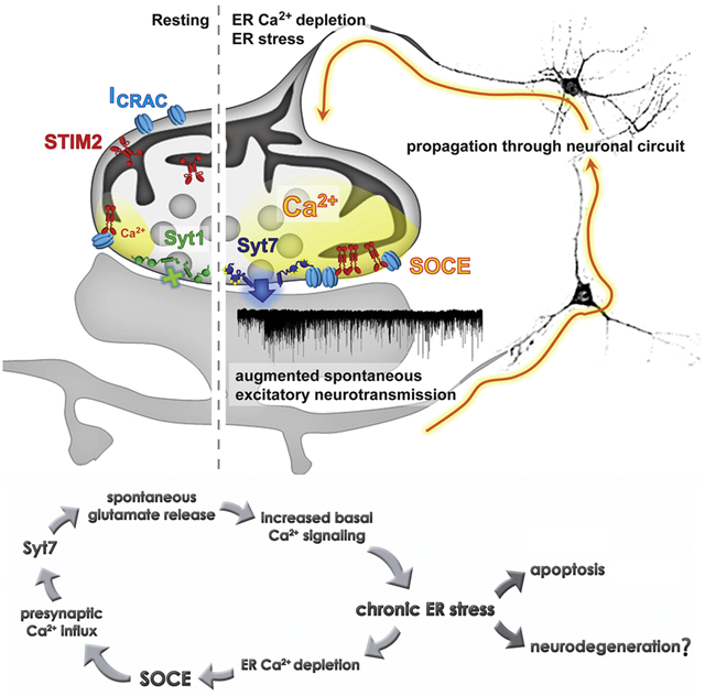 graphic file with name nihms-1679019-f0001.jpg