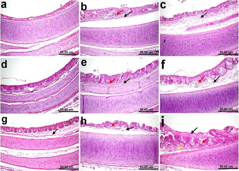 Fig. 8