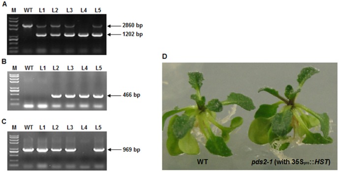 Figure 5