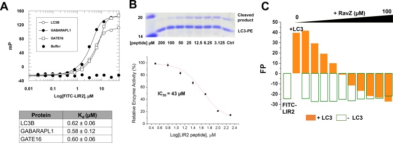 Figure 5—figure supplement 1.