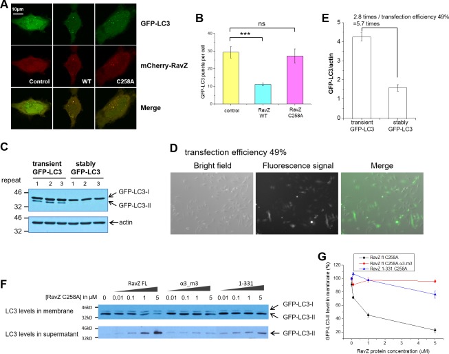 Figure 3—figure supplement 1.