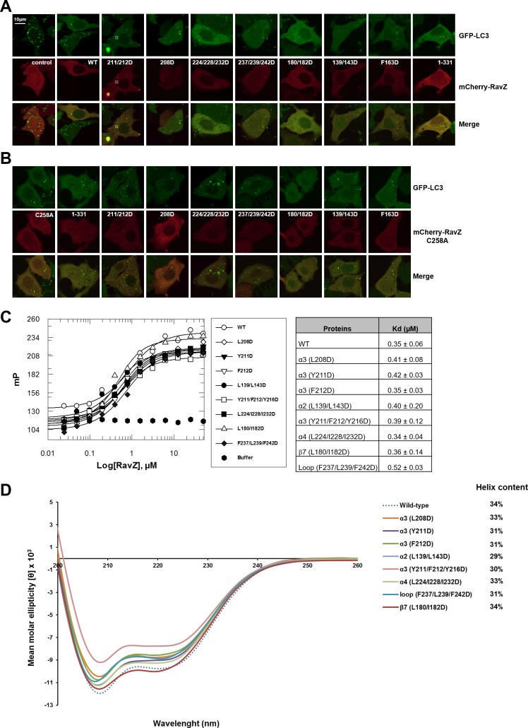 Figure 6—figure supplement 2.