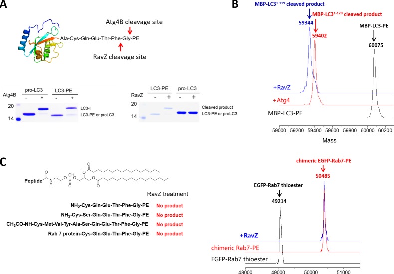 Figure 2—figure supplement 1.