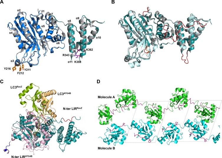 Figure 5—figure supplement 2.