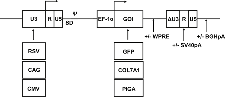 Figure 1