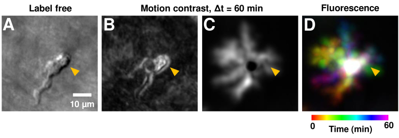 Fig. 10.